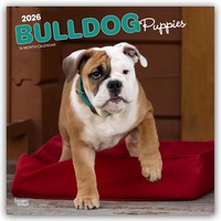 Cover-Abbildung für Bulldog Puppies – Bulldogge Welpen 2026 – 16-Monatskalender (99999---979-8-3307-0266-4)