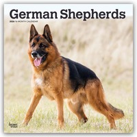 Cover-Abbildung für German Shepherds – Deutsche Schäferhunde 2026 – 16-Monatskalender (99999---979-8-3307-0338-8)