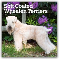 Cover-Abbildung für Soft Coated Wheaten Terriers – Soft Coated Wheaten Terrier – 16-Monatskalender (99999---979-8-3307-0631-0)