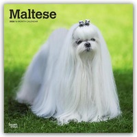 Cover-Abbildung für Maltese – Malteser 2026 – 16-Monatskalender (99999---979-8-3307-0759-1)